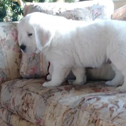 Golden Retriever Puppies from Gratz Kennels