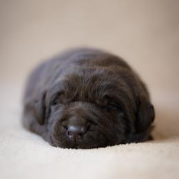 Labrador Retriever Puppies from Whiskey River Labradors