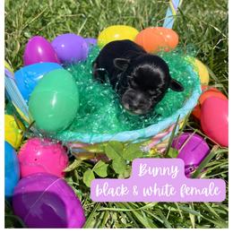 Bunny - Black and white female Schnoodle puppy in Lathrop, Missouri from RR Schnoodles