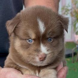 Winnie - Chocolate female Pomsky puppy in Spring Hill, Florida from PDQ Pomskies