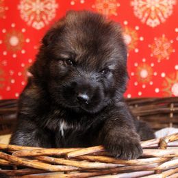 Boy - Sable male German Shepherd puppy in Mansfield, Texas from Vom Anfang German Shepherds