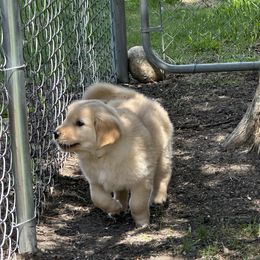 Golden Retriever Puppies from Gail’s Goldens