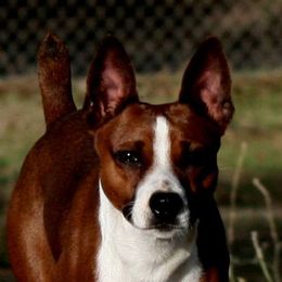 Bingo - Rat Terrier