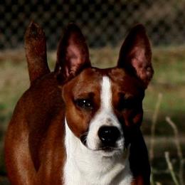 Bingo - Rat Terrier