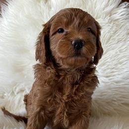 F58 - Red  female Goldendoodle puppy in West Point, Iowa from Jim Anderson