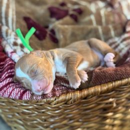 Blessing - Red  female Goldendoodle puppy in Wharton, Texas from Little Fur Friends