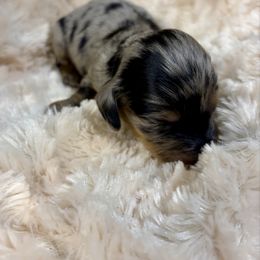 Cole - Dapple male Dachshund puppy in Carson, Virginia from Daisy Dachshunds