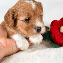 Matrix - Red and white female Cockapoo puppy in Pledger, Texas from Sugarbear Cockapoos