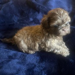 Archie AKC Imperial - Brindle male Shih Tzu puppy in Kane, Pennsylvania from Pumpkin Patch Imperial Shih Tzus