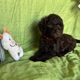 10. POPPY - RED COLLAR GIRL - Chocolate female Goldendoodle puppy in Charlo, Montana from Heavenly Hilltop Farm