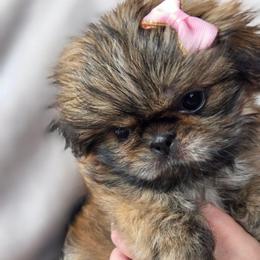 Cruz - Brindle female Shih Tzu puppy in Jenks, Oklahoma from Noble Shih Tzu