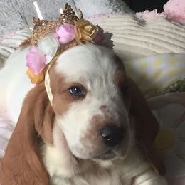 Basset Hound Puppies from Houndful Hearts