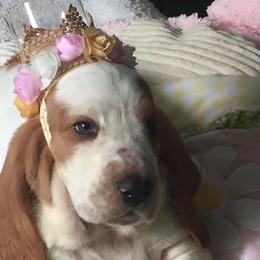 Basset Hound Puppies from Houndful Hearts