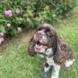 Cocker Spaniel All Grown Up from Trulove Cocker Spaniels