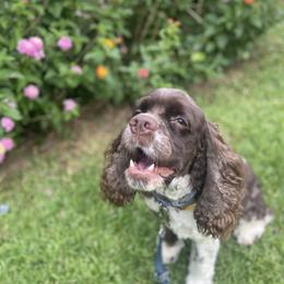 Cocker Spaniel All Grown Up from Trulove Cocker Spaniels