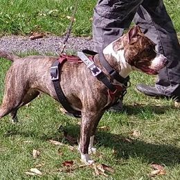 Rebel - American Staffordshire Terrier