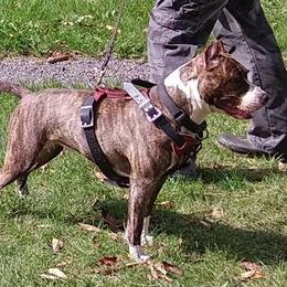 Rebel - American Staffordshire Terrier