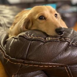 Dachshunds and Miniature American Shepherds from Long Dog Inc.