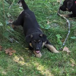 German Shepherd Puppies from Fern Hill Kennel