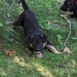 German Shepherd Puppies from Fern Hill Kennel