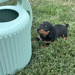 Rapunzel - Black and tan female Dachshund puppy in Colony, Kansas from Boone Farm Dachshunds