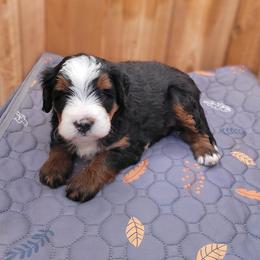 Bernedoodle Puppies from Beartown Doodles