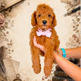 Fable - Red  female Goldendoodle puppy in Norcross, Georgia from Teddy Puppies