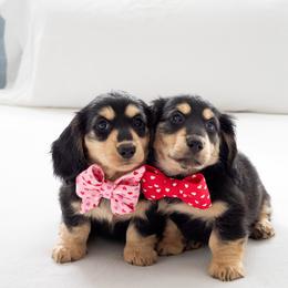 Dachshund puppies from Dainty Cream Doxies