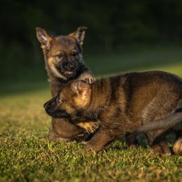 German Shepherd Puppies from Sommerfeld German Shepherds