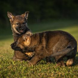 German Shepherd Puppies from Sommerfeld German Shepherds