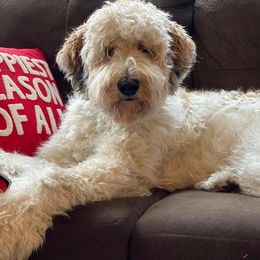 Assorted Doodle Crosses, Bernedoodle, and Goldendoodle All Grown Up from Texas Doodle Dandies