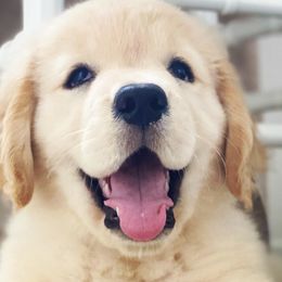 Golden Retrievers from Merrimac's Golden Retrievers