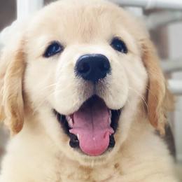 Golden Retrievers from Merrimac's Golden Retrievers