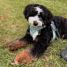 Aussiedoodles, Australian Mountain Doodles, Bernedoodles, and Poodles from Steindoodles