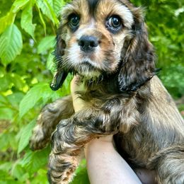 Cocker Spaniel Puppies from Mable meadows Cockers