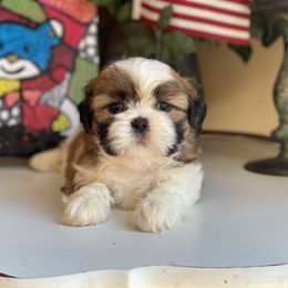 Boy 1 - male Shih Tzu puppy in Troy, Michigan from "Shihtzu Best Friend"