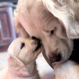 Golden Retriever Puppies from INGOLD Retrievers