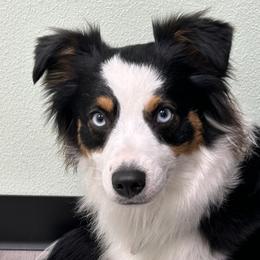 Lucy - Australian Shepherd