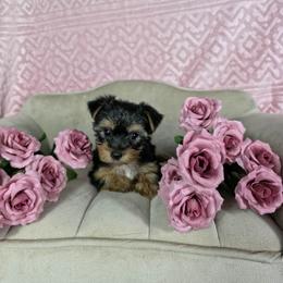Pup 3 - Black and tan female Yorkshire Terrier puppy in Polk City, Florida from Yorkies by Casey