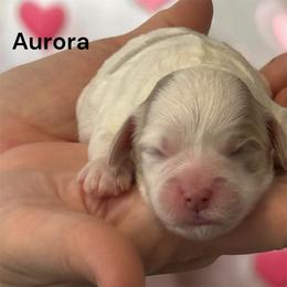 Aurora - Sable and white female Cavachon puppy in Springfield, Massachusetts from Caraid Cavachons