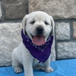Addie's Purple Collar - Yellow female Labrador Retriever puppy in Mansfield, Missouri from Leadhill Labs