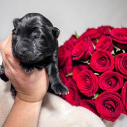 Cherry Garcia - Black male German Shepherd puppy in Oakland, Oregon from VHM German Shepherds