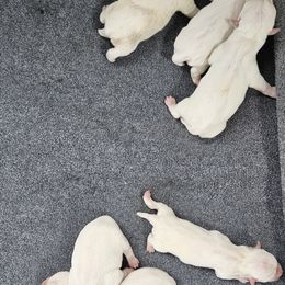 3rd Pick Female - White female West Highland White Terrier puppy in Mayo, Florida from Carrot Tails LLC