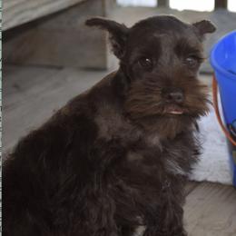 Miniature Schnauzers and Schnoodles from Angel Paw's Kennel