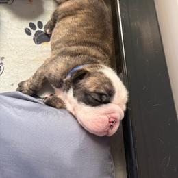 Hermoine Granger - Blue Collar - Fawn brindle and white female Bulldog puppy in Krum, Texas from K & K Little Blessings