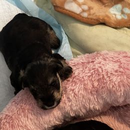 Miniature Schnauzer Puppies from Kani Miniature Schnauzers