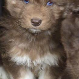 Toast - Red and white male Siberian Husky puppy in East Tawas, Michigan from BurnsBerg's Woolies