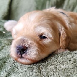 Girl 2 - Schnoodle puppy from Eveleigh Acres Puppies