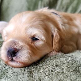 Girl 2 - Schnoodle puppy from Eveleigh Acres Puppies