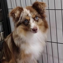 Ranger - Toy Australian Shepherd